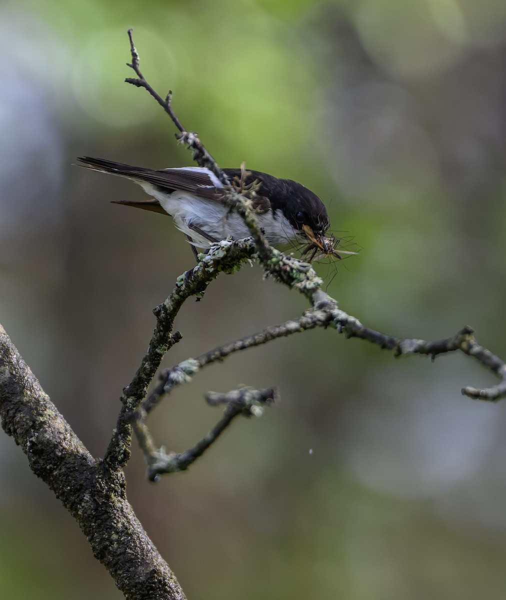 European Pied Flycatcher - ML620295493