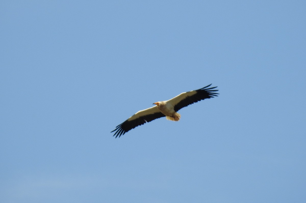 Egyptian Vulture - ML620295495