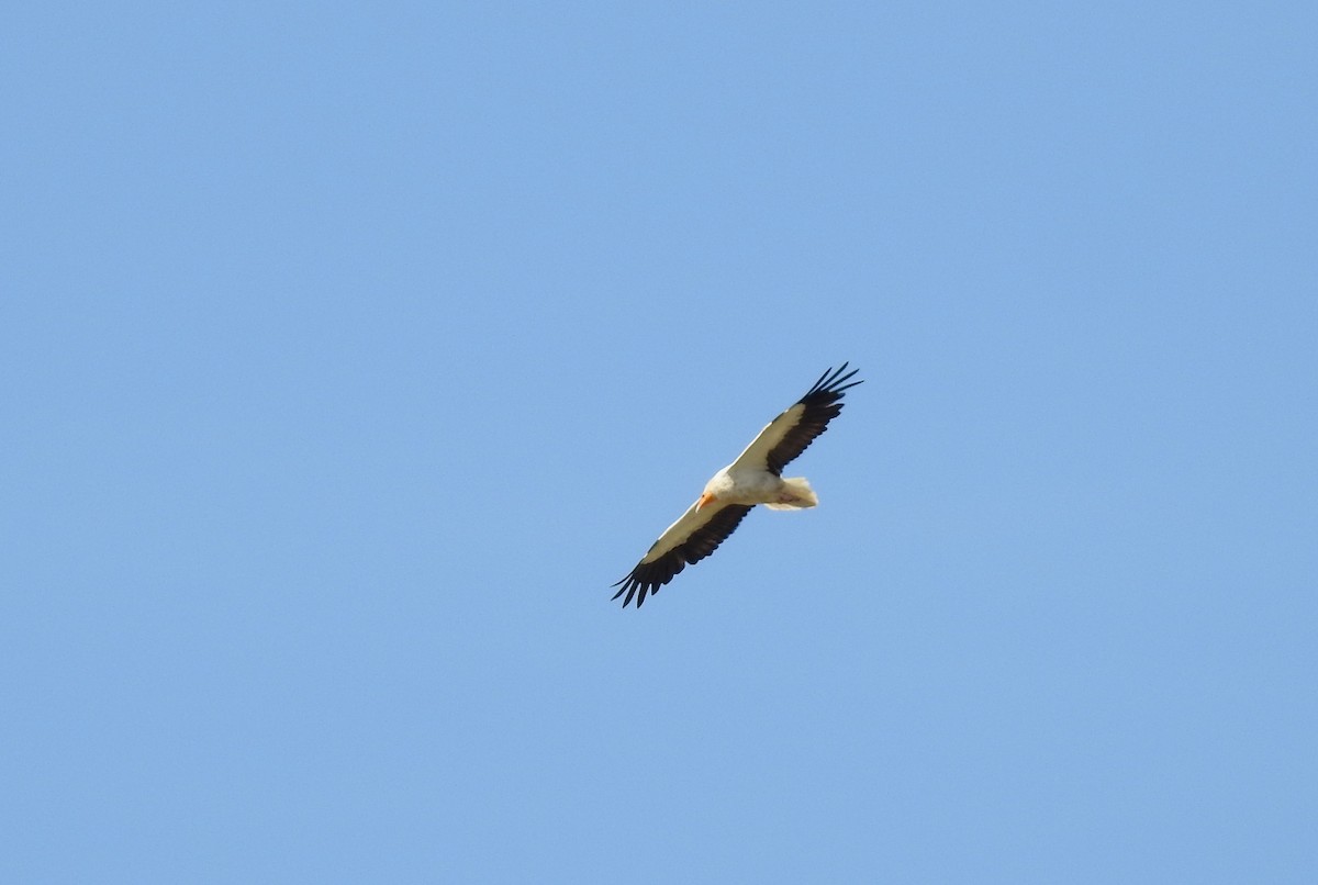 Egyptian Vulture - ML620295496