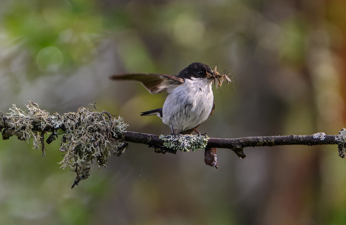 European Pied Flycatcher - ML620295499