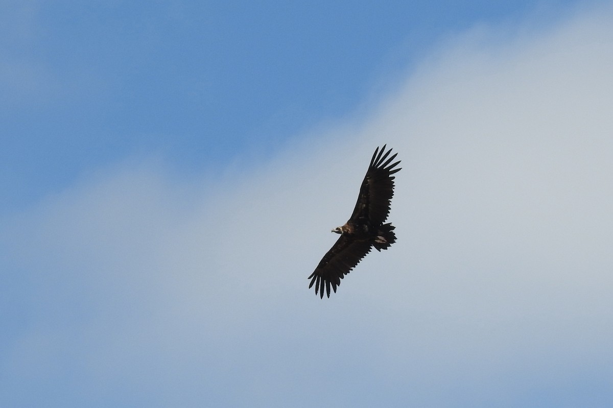 Cinereous Vulture - ML620295500