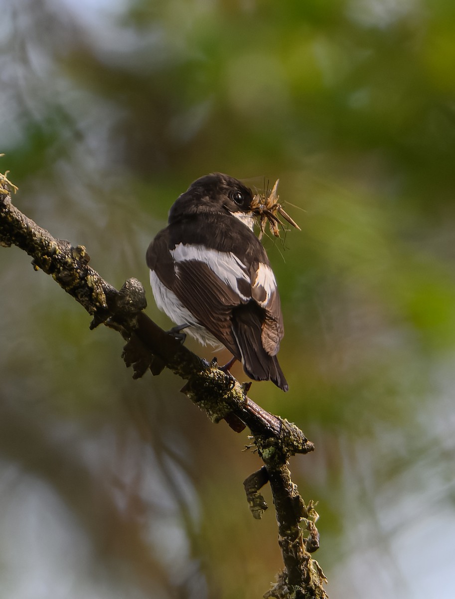 European Pied Flycatcher - ML620295503