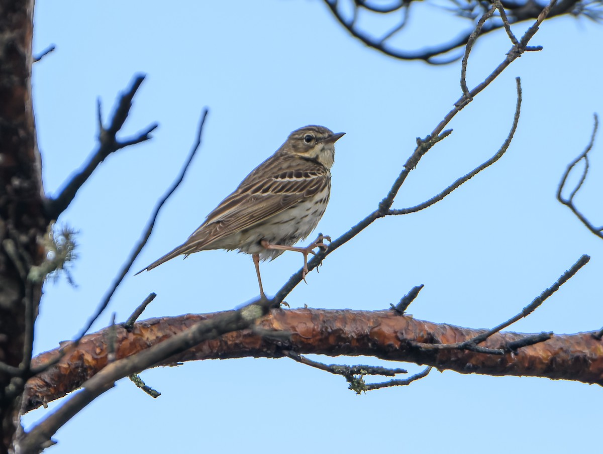 Tree Pipit - ML620295506