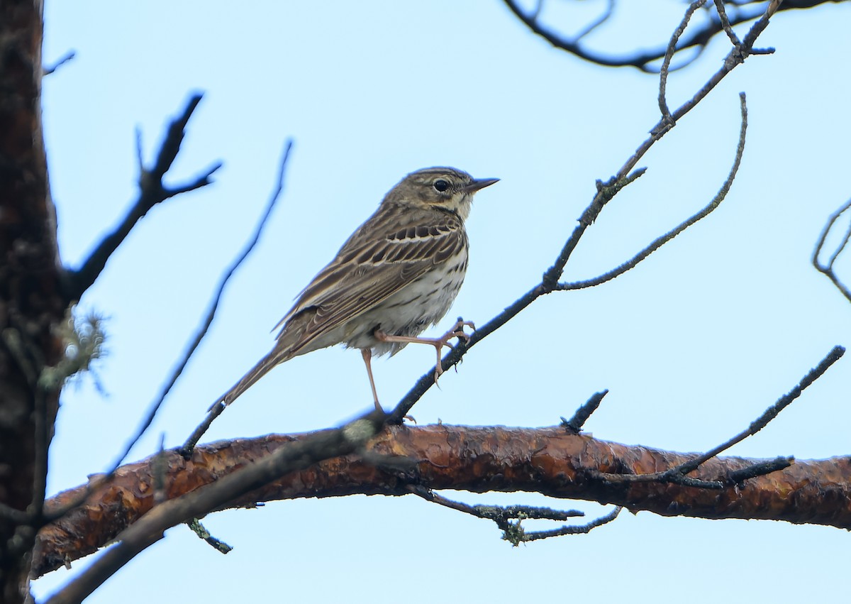 Tree Pipit - ML620295507