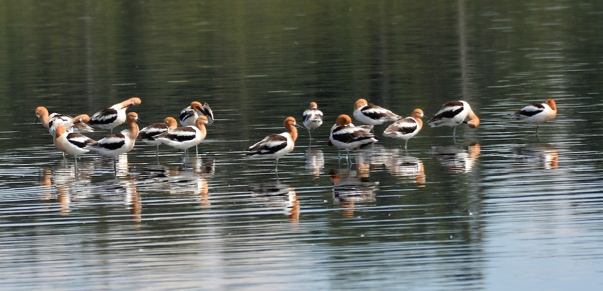 Avocette d'Amérique - ML620295508