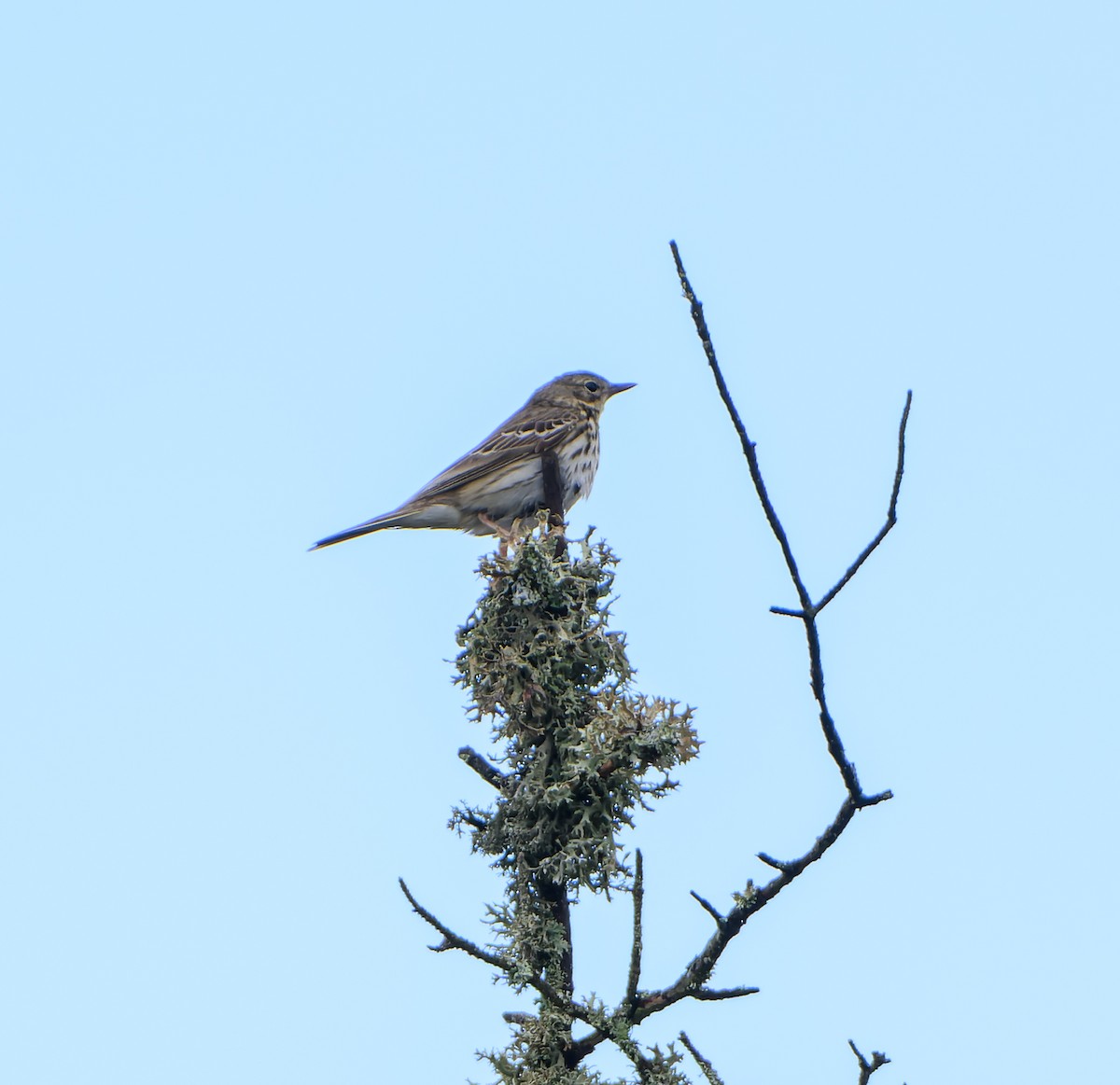 Tree Pipit - ML620295509