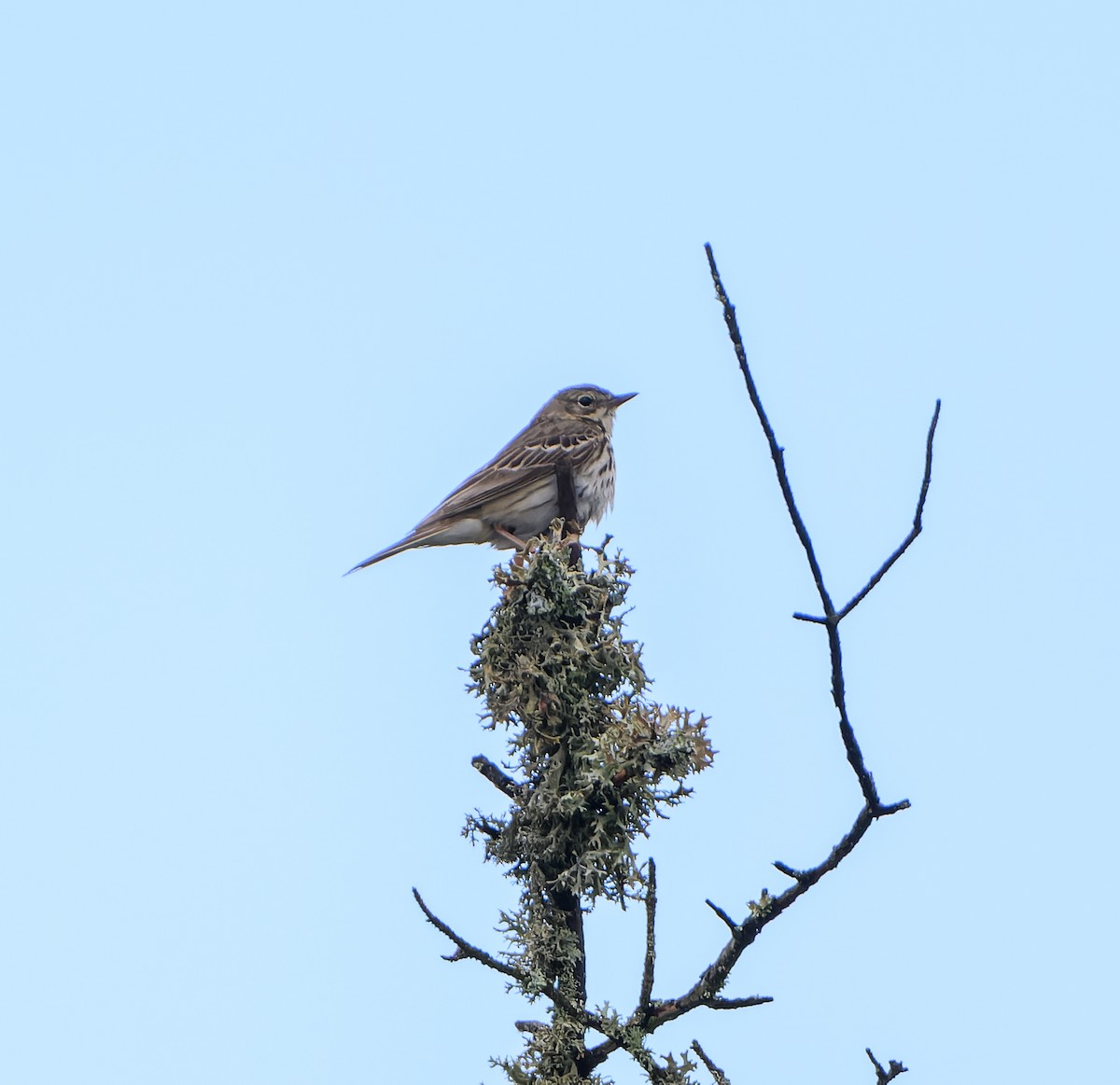 Tree Pipit - ML620295513