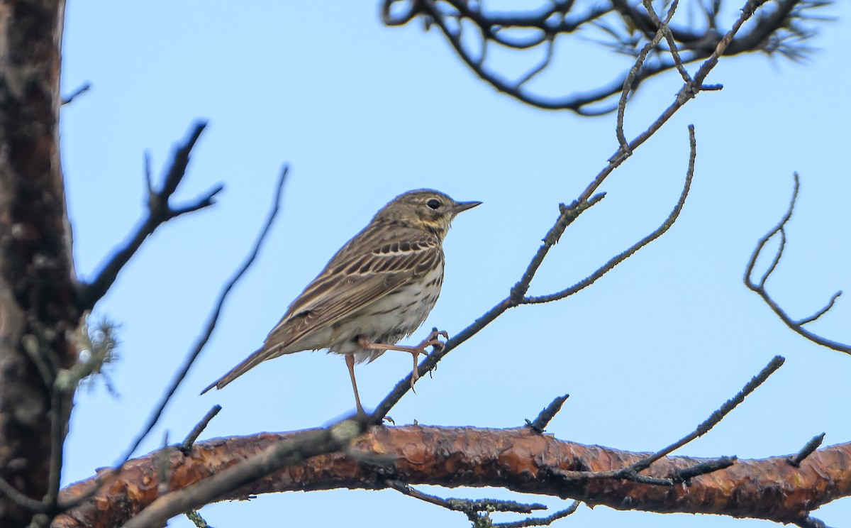 Tree Pipit - ML620295516