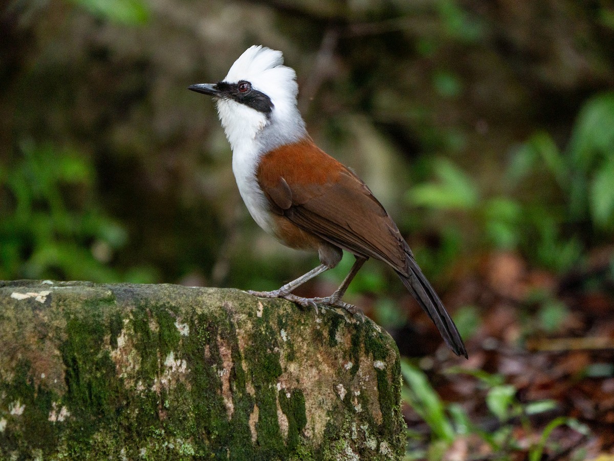 White-crested Laughingthrush - ML620295519