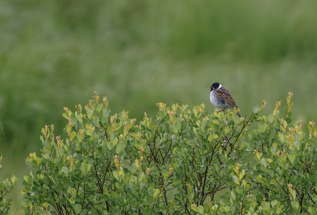 Reed Bunting - ML620295522