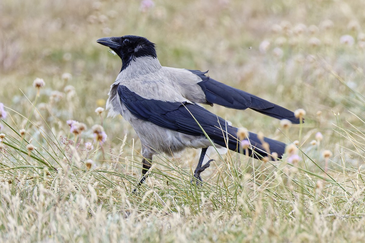 Hooded Crow - ML620295523