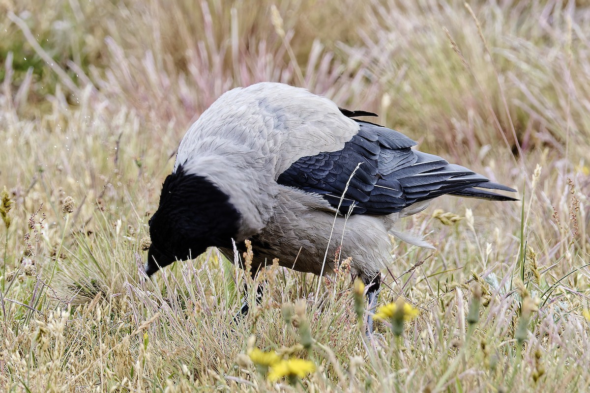 Hooded Crow - ML620295524