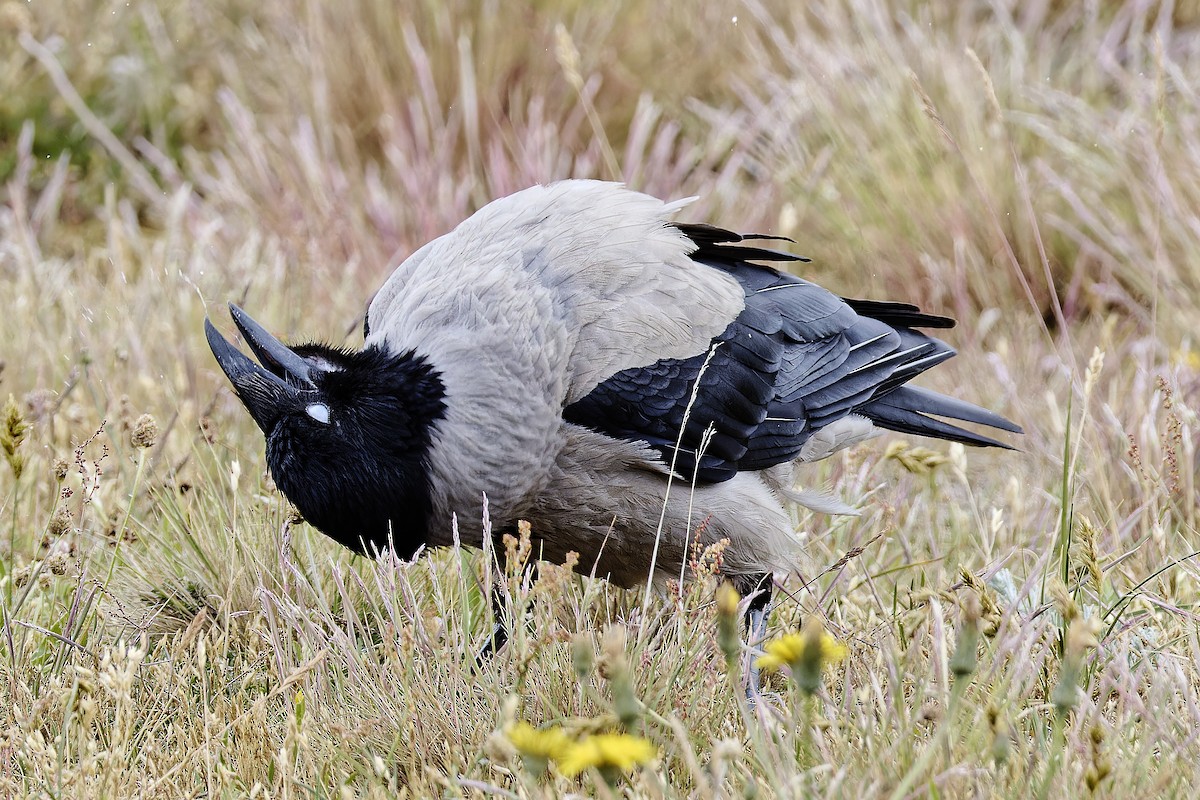 Hooded Crow - ML620295525