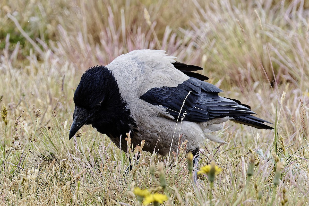 Hooded Crow - ML620295526