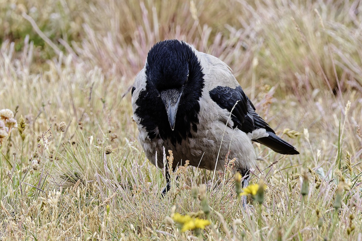 Hooded Crow - ML620295527