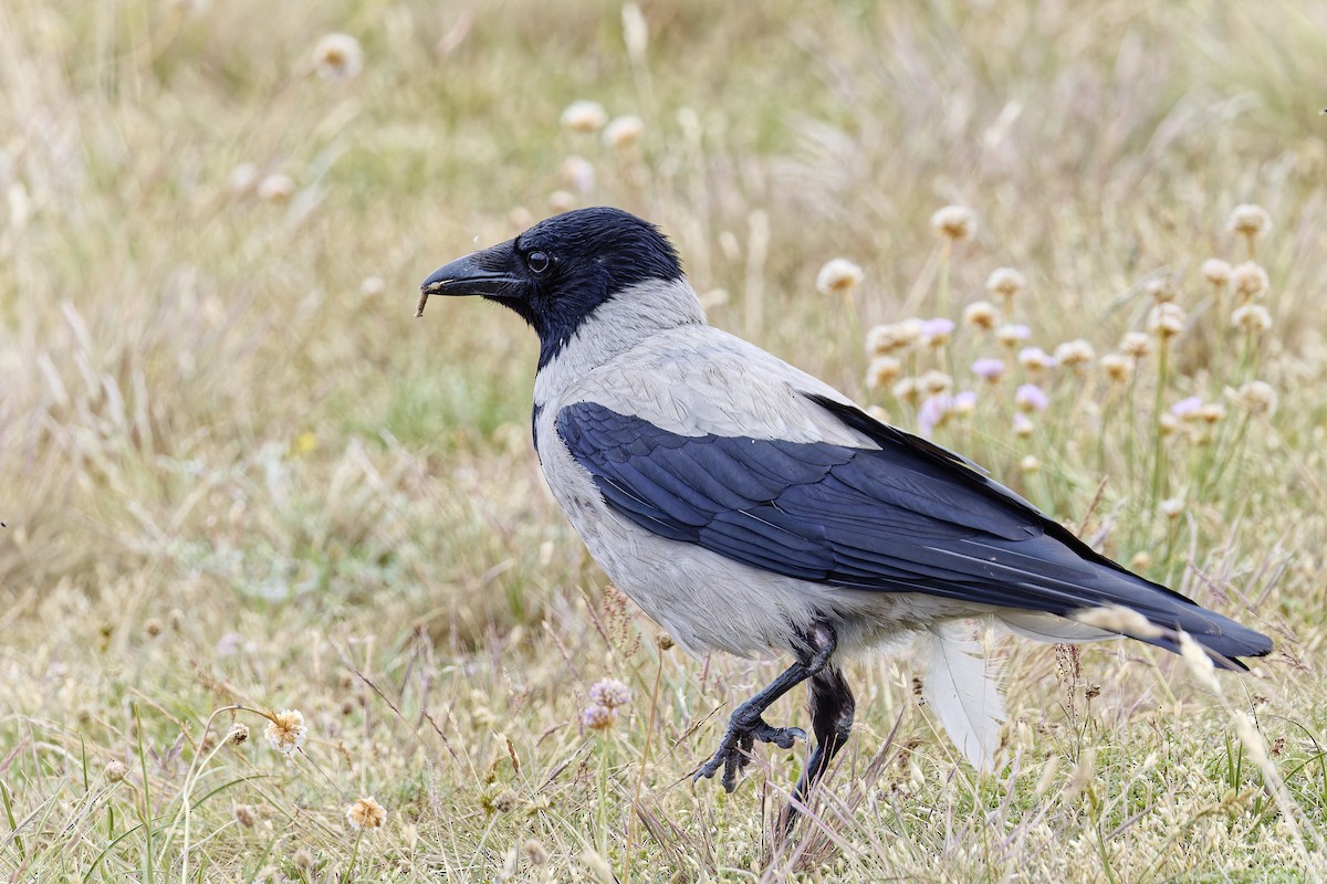 Hooded Crow - ML620295530