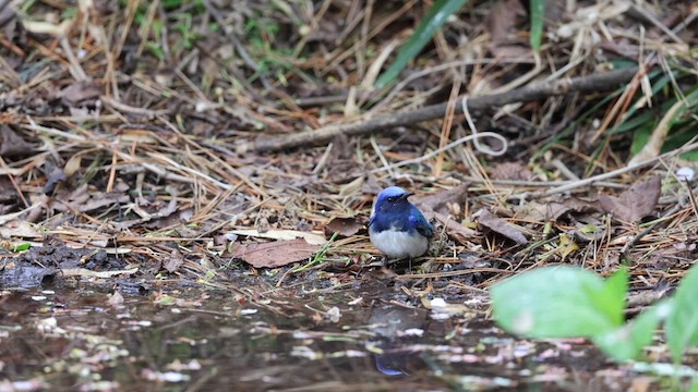 Blue-and-white Flycatcher - ML620295536