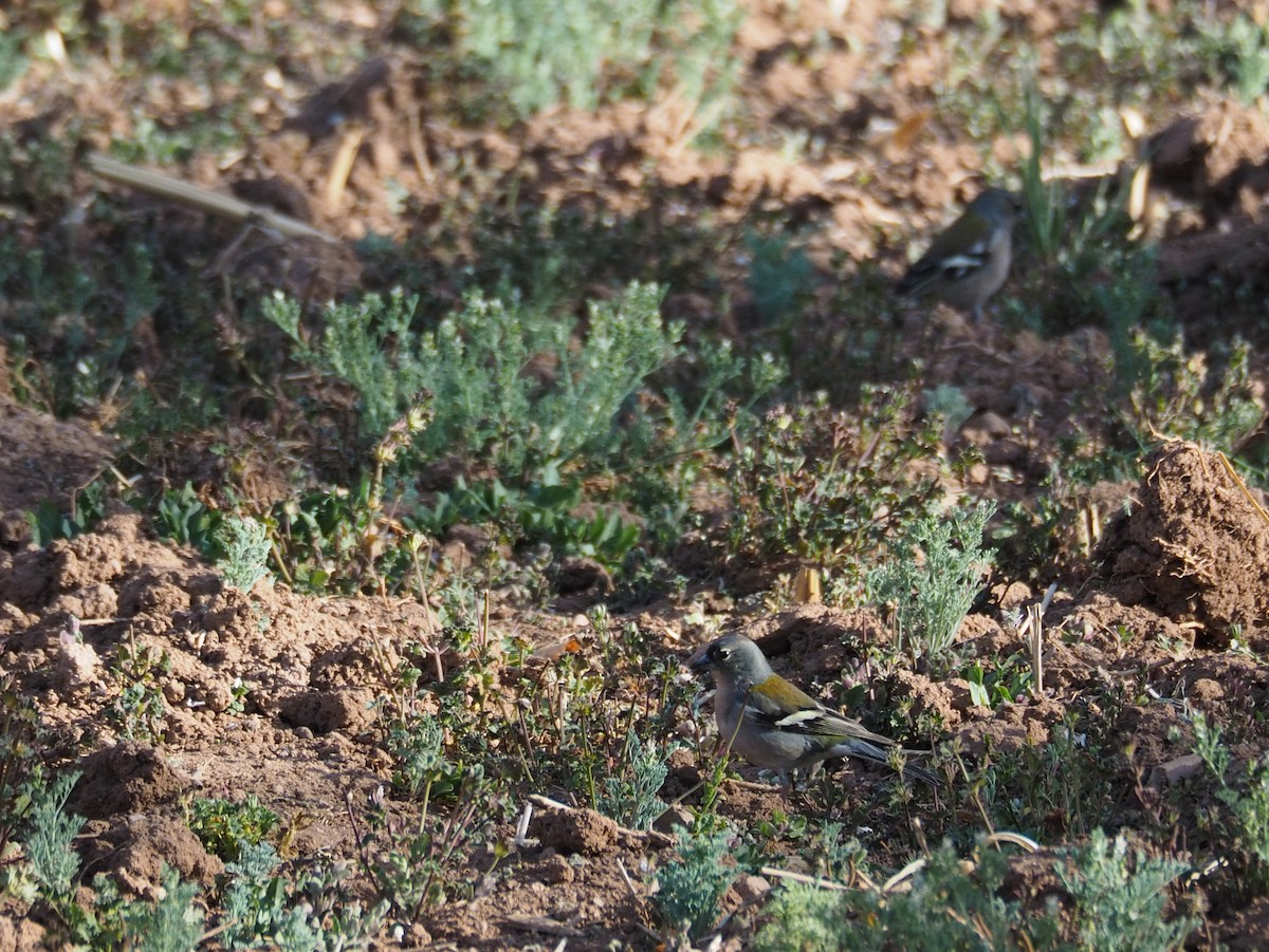 African Chaffinch - ML620295538