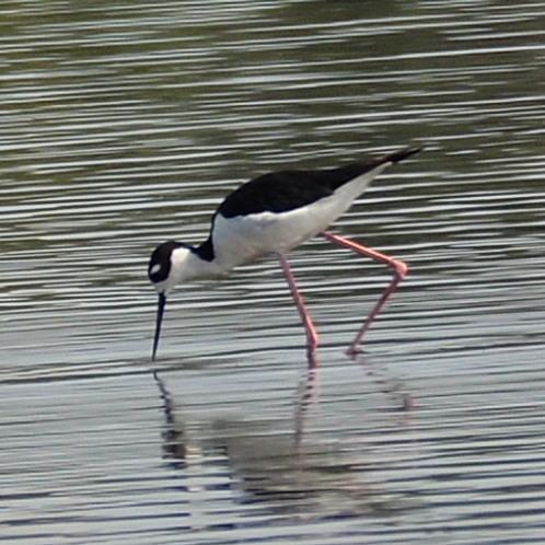 Black-necked Stilt - ML620295541