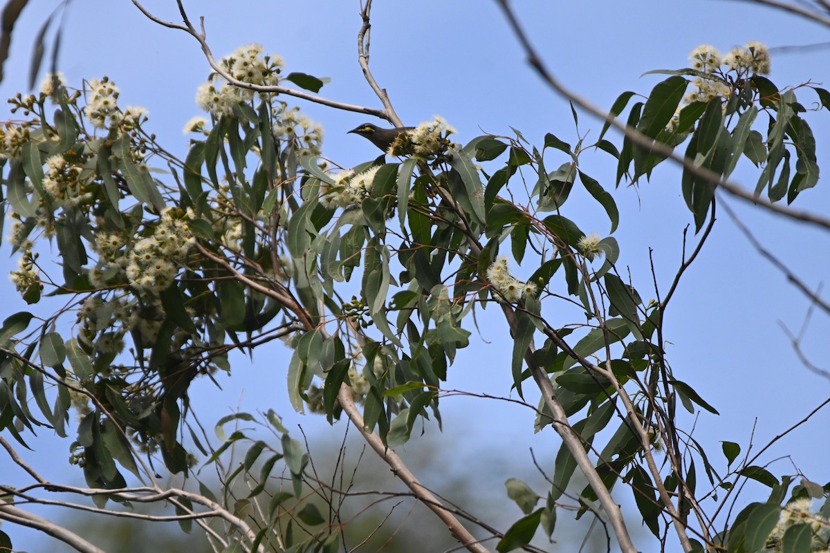 Yellow-faced Honeyeater - ML620295544