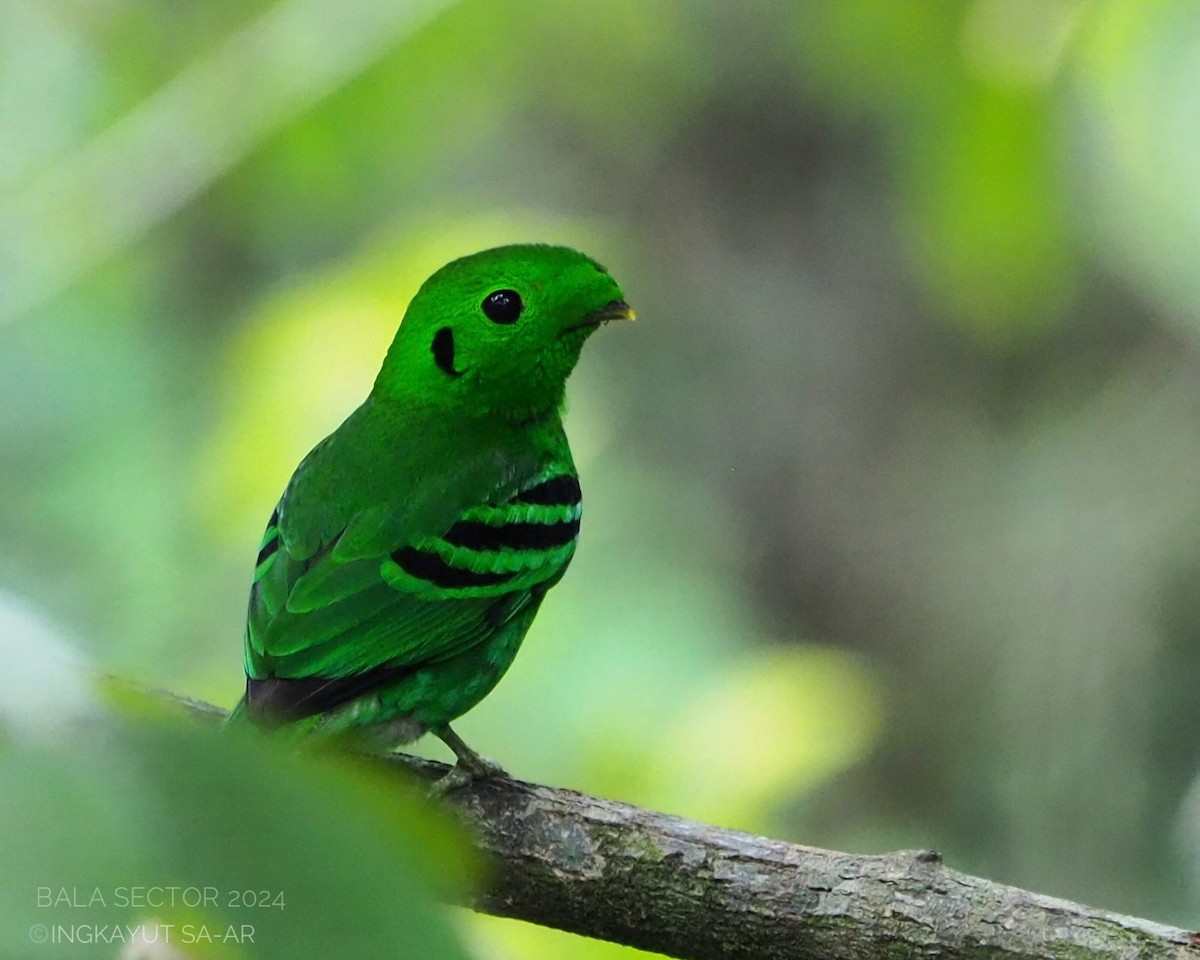 Green Broadbill - ML620295545