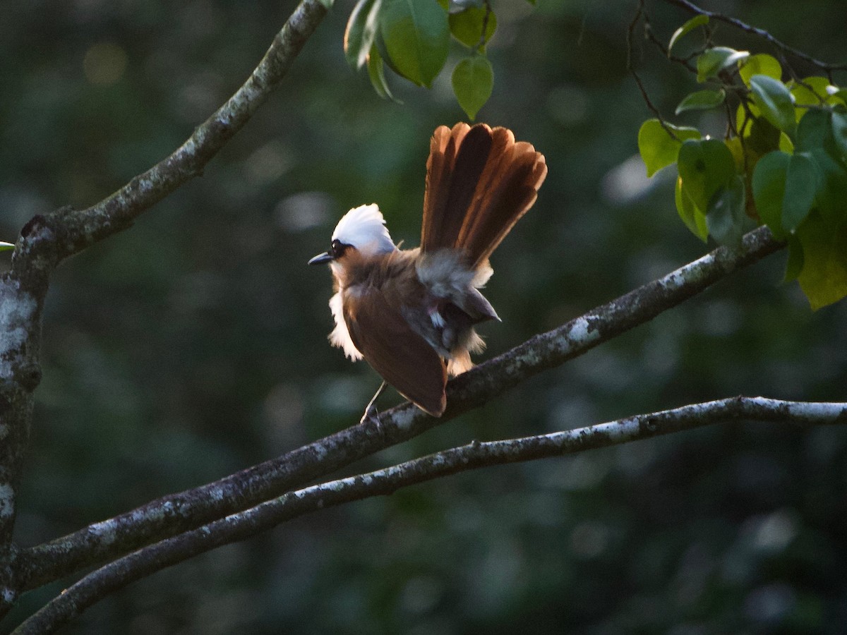 White-crested Laughingthrush - ML620295550