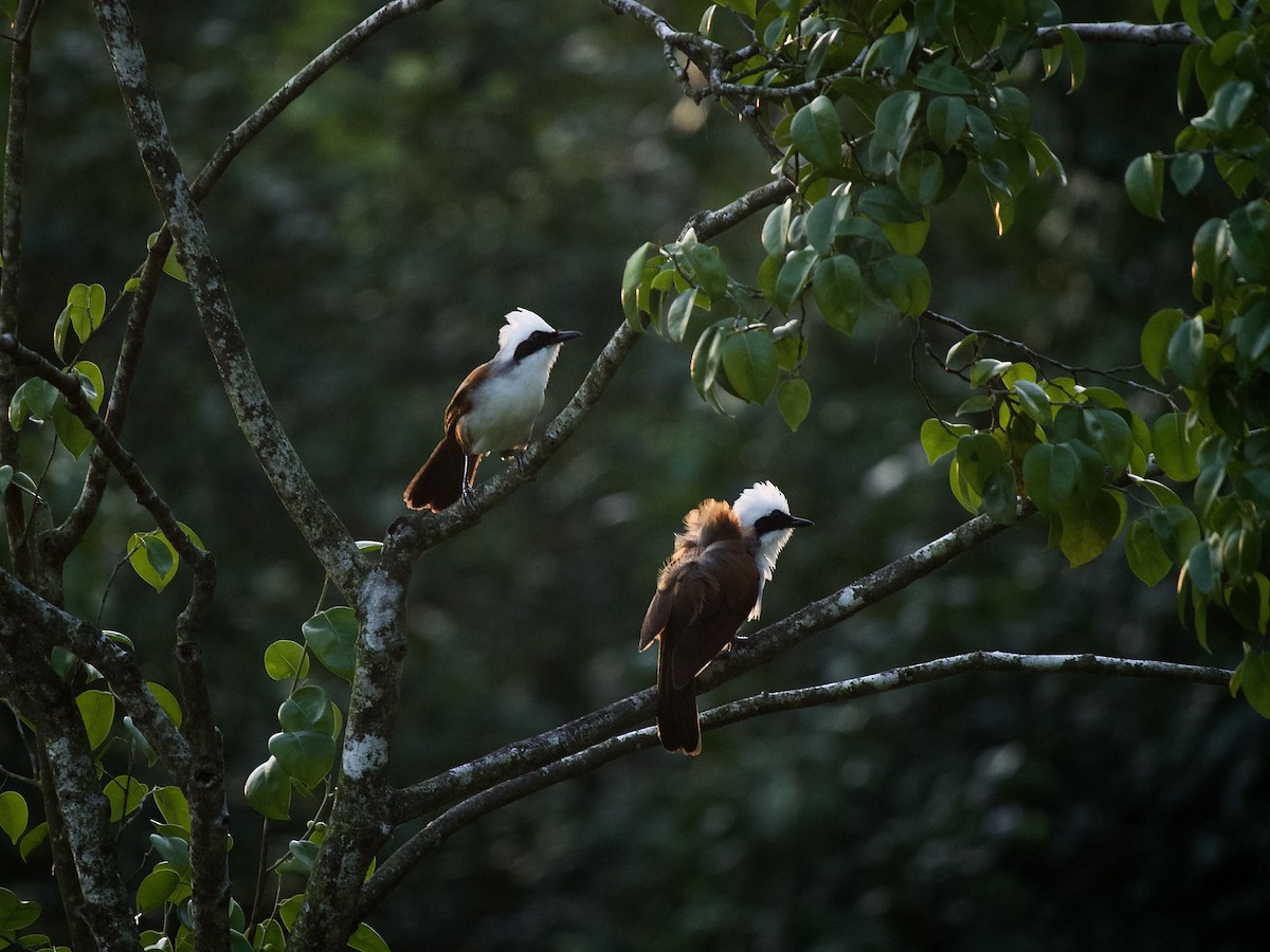 White-crested Laughingthrush - ML620295551