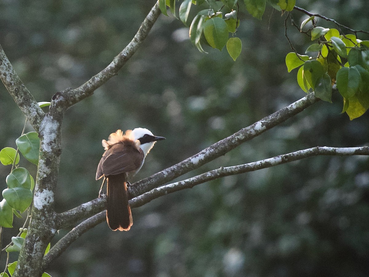 White-crested Laughingthrush - ML620295552