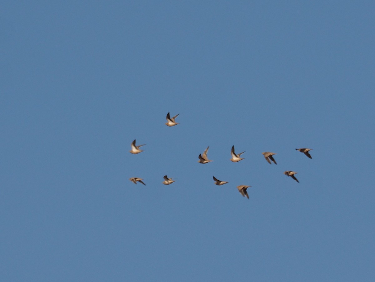 Crowned Sandgrouse - ML620295553