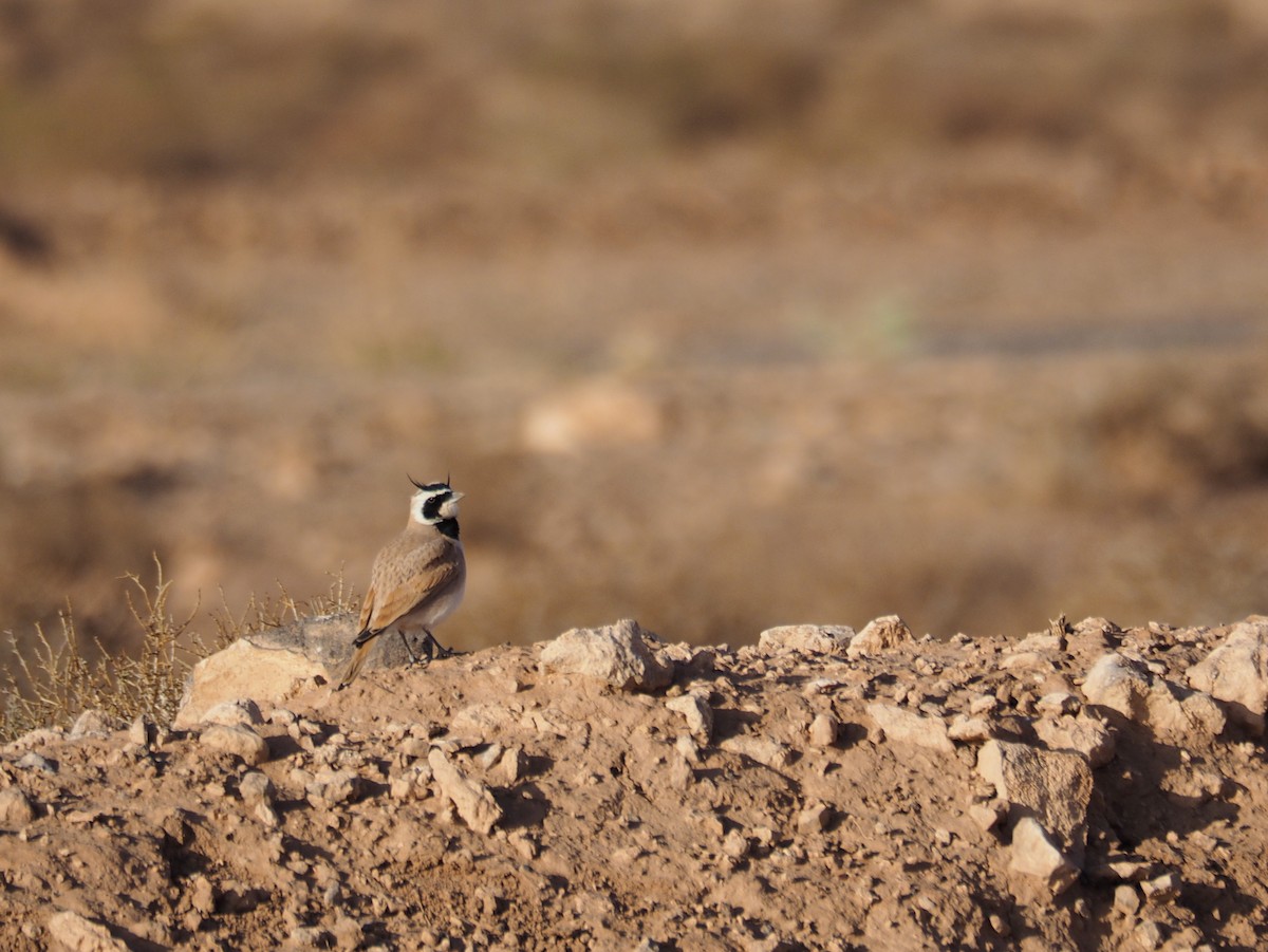 Temminck's Lark - ML620295558