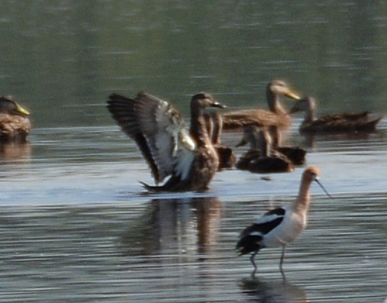 Mallard x Mottled Duck (hybrid) - ML620295559