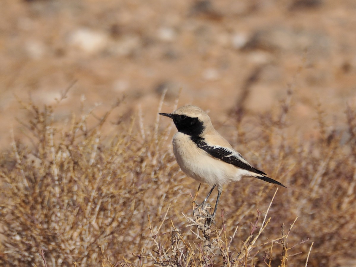 Desert Wheatear - ML620295561