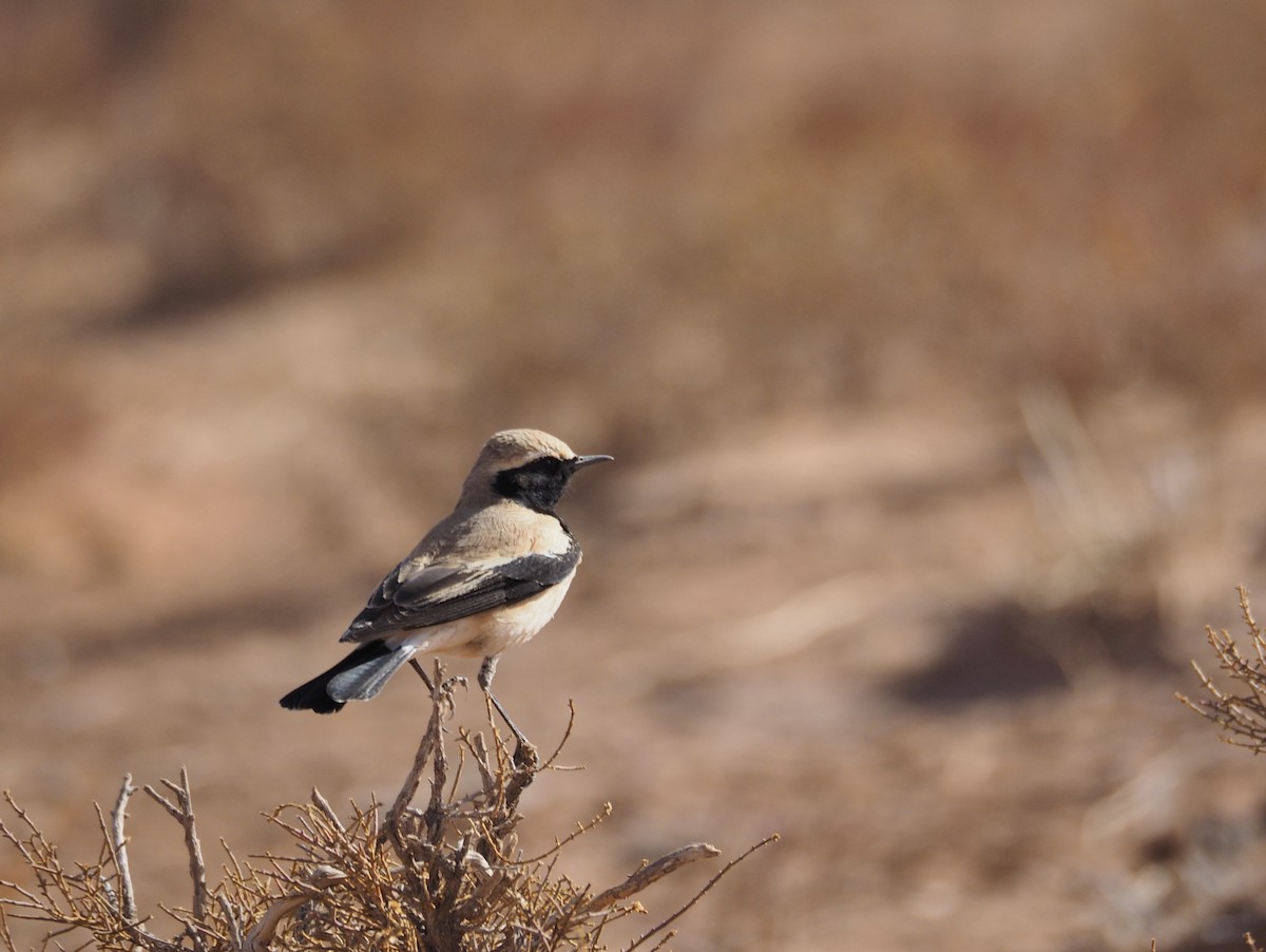 Desert Wheatear - ML620295563