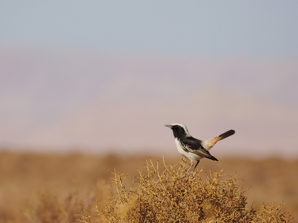 Red-rumped Wheatear - ML620295566