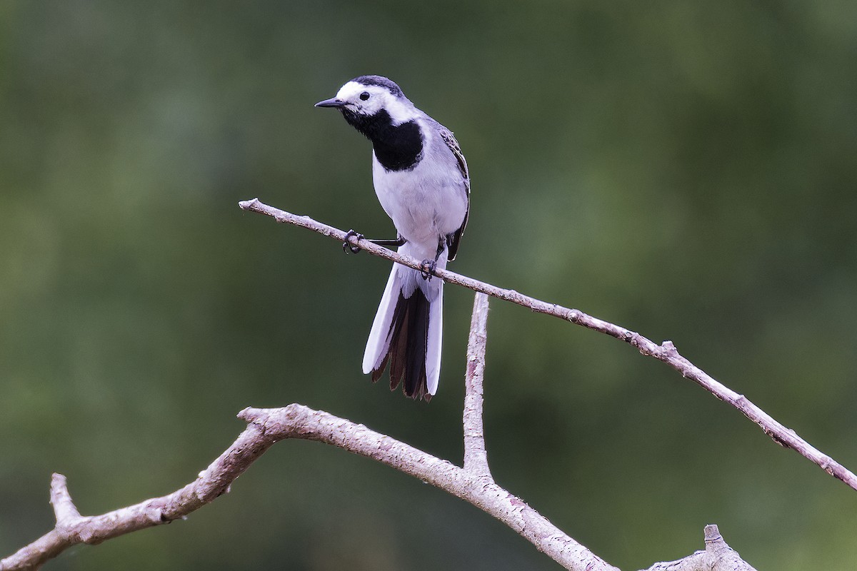 White Wagtail - ML620295572