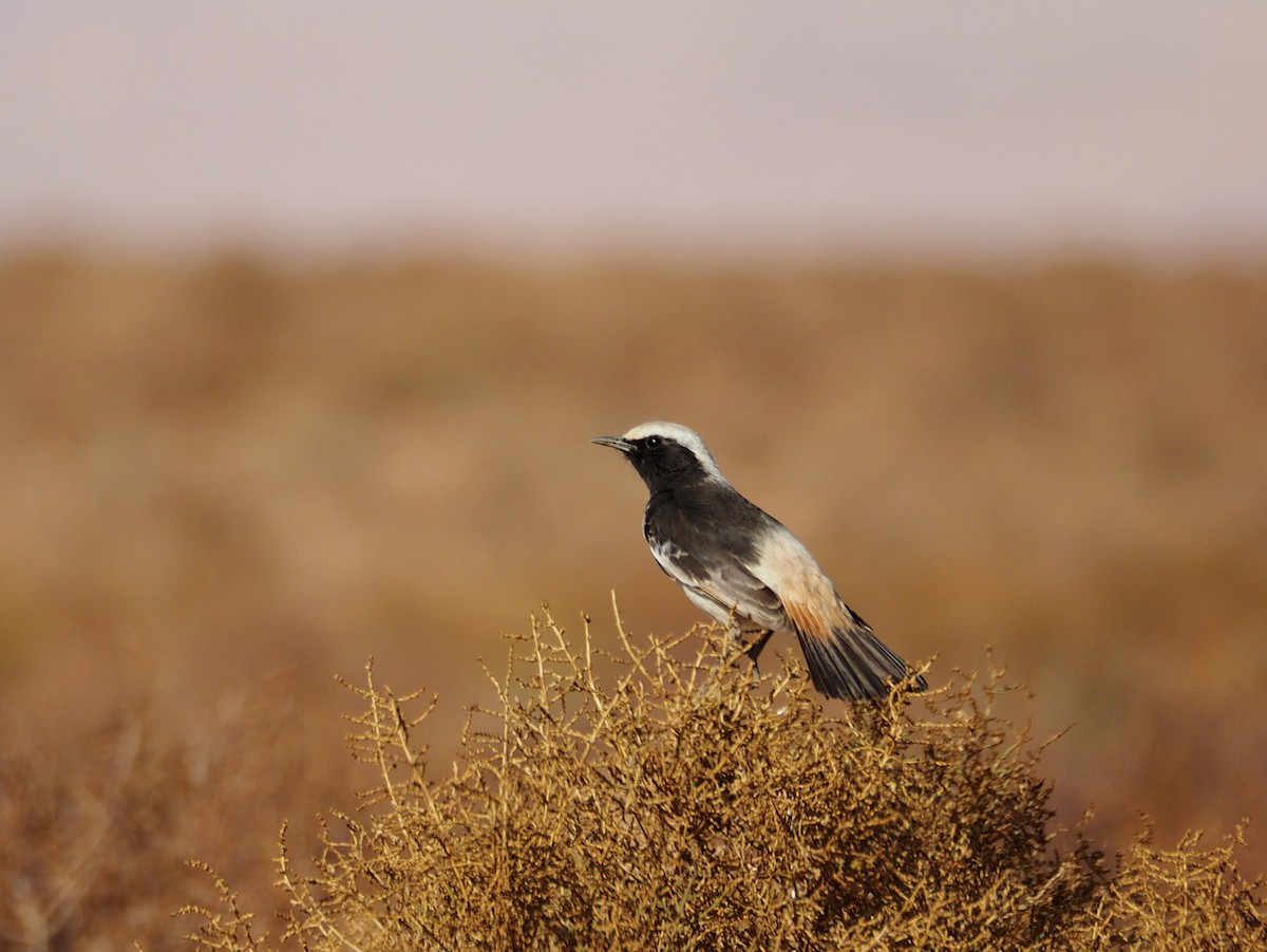 Red-rumped Wheatear - ML620295573