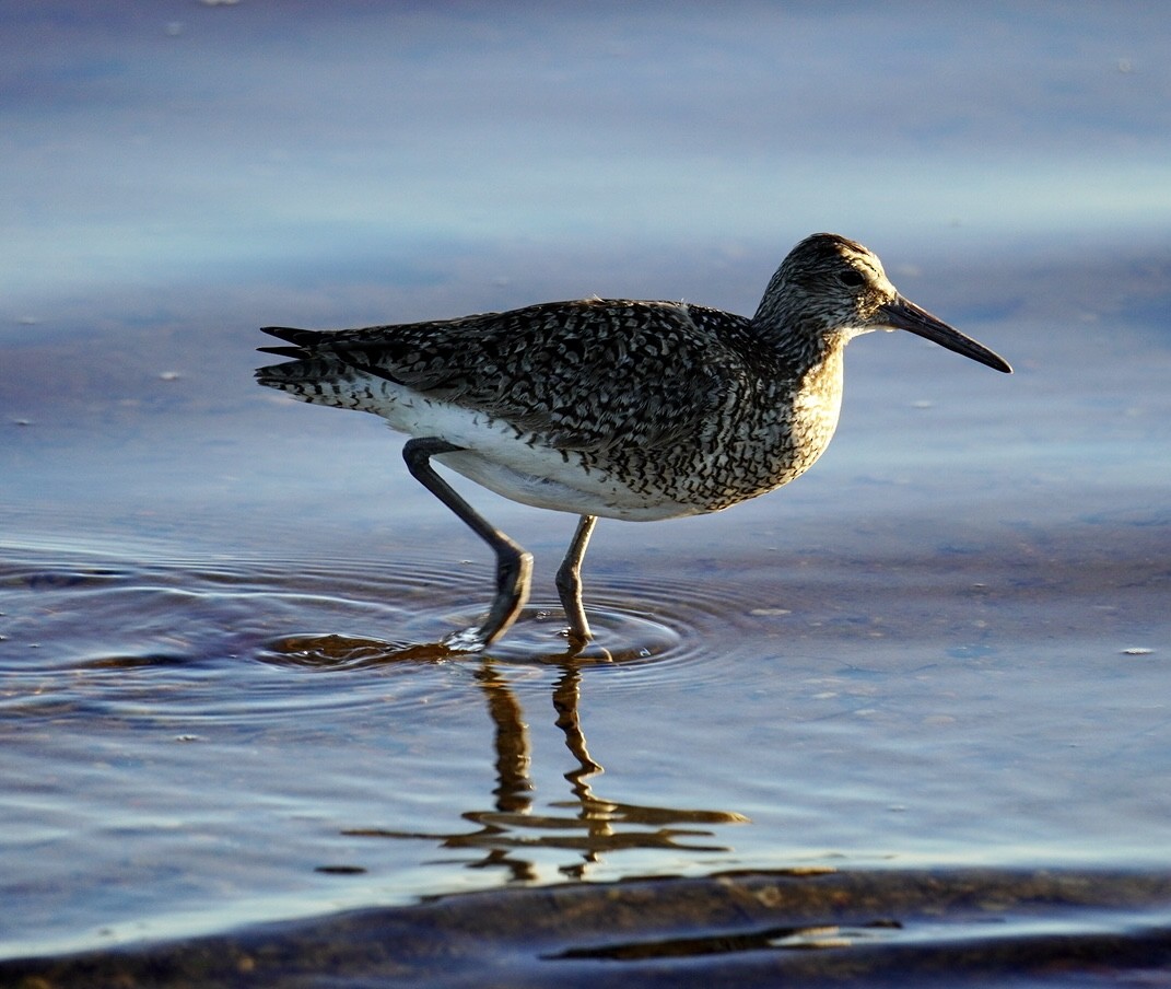 Willet - ML620295577