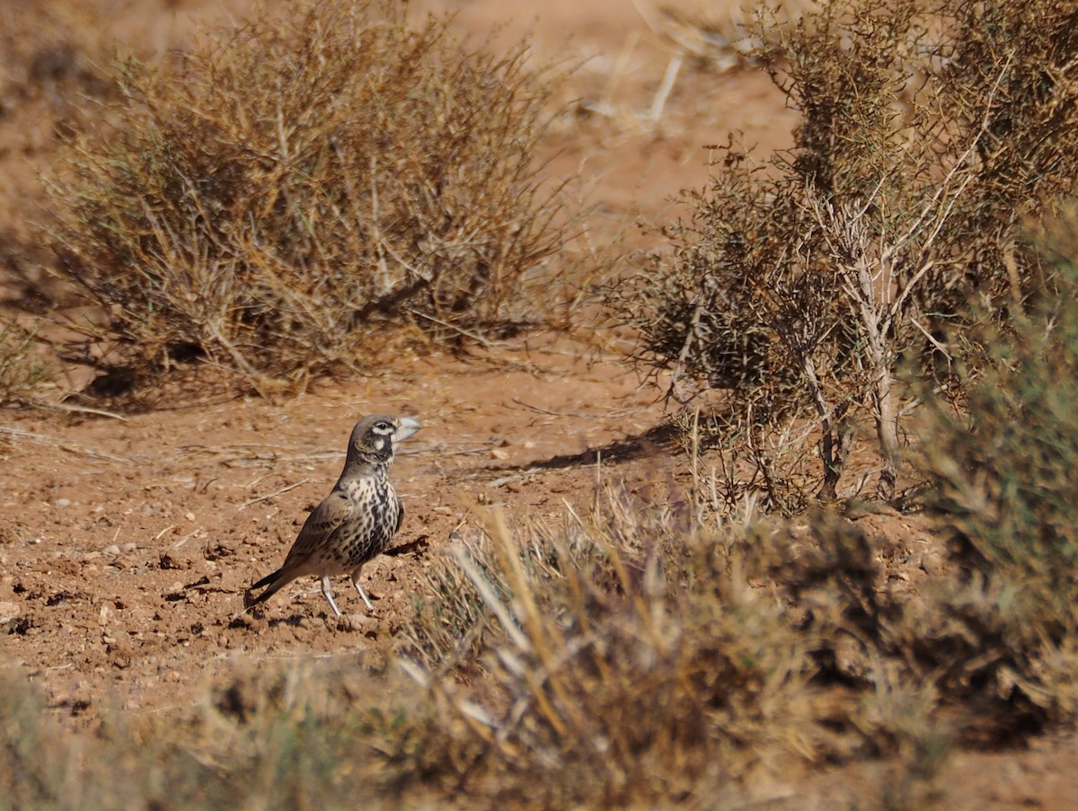 Thick-billed Lark - ML620295578