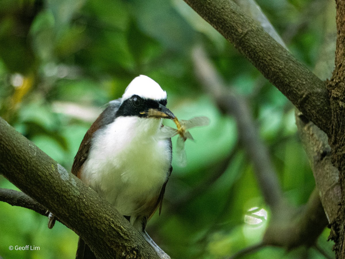 White-crested Laughingthrush - ML620295581