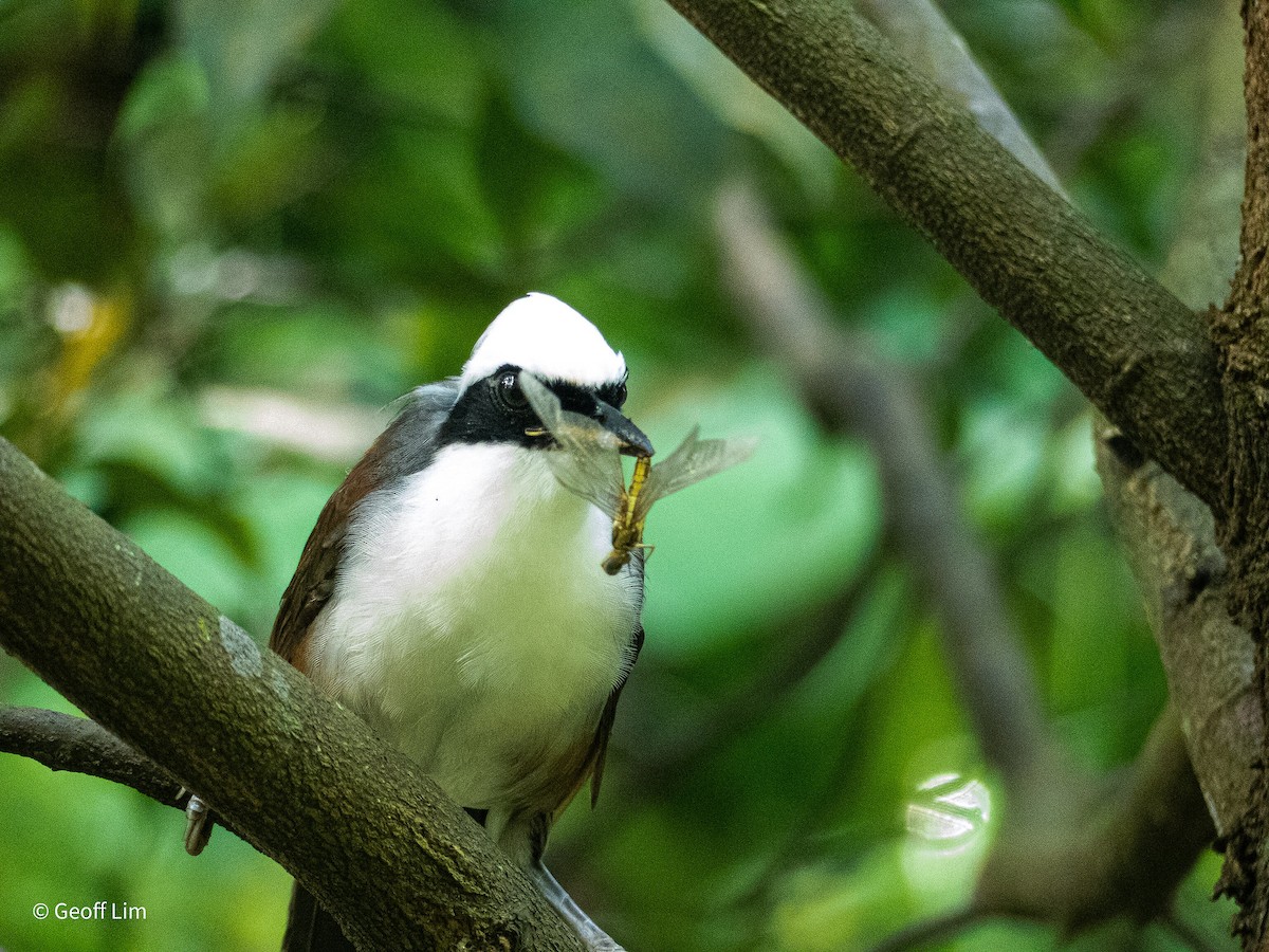 White-crested Laughingthrush - ML620295582