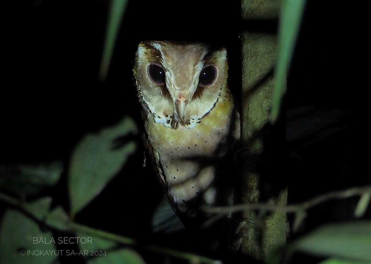 Oriental Bay-Owl - ML620295583