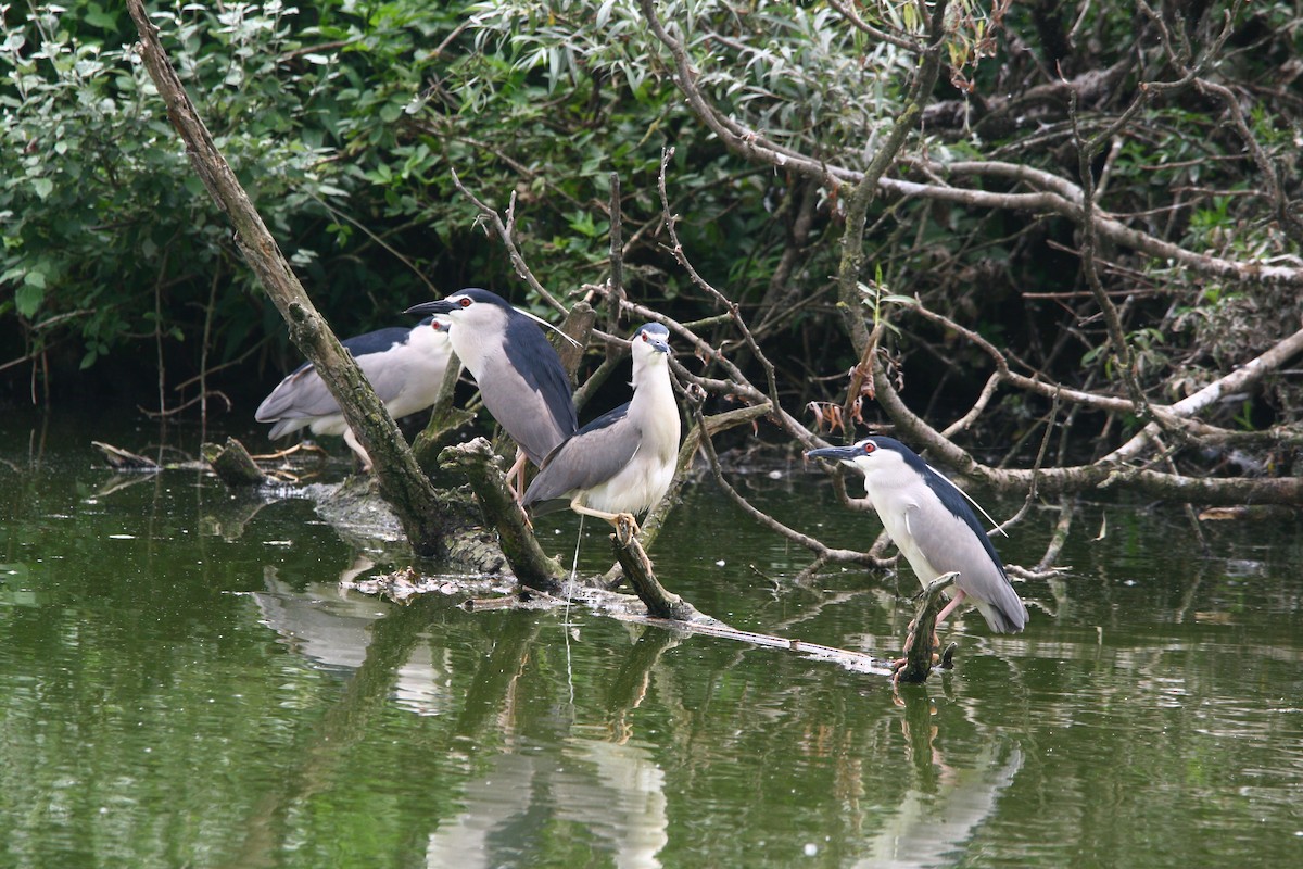 Black-crowned Night Heron - ML620295585