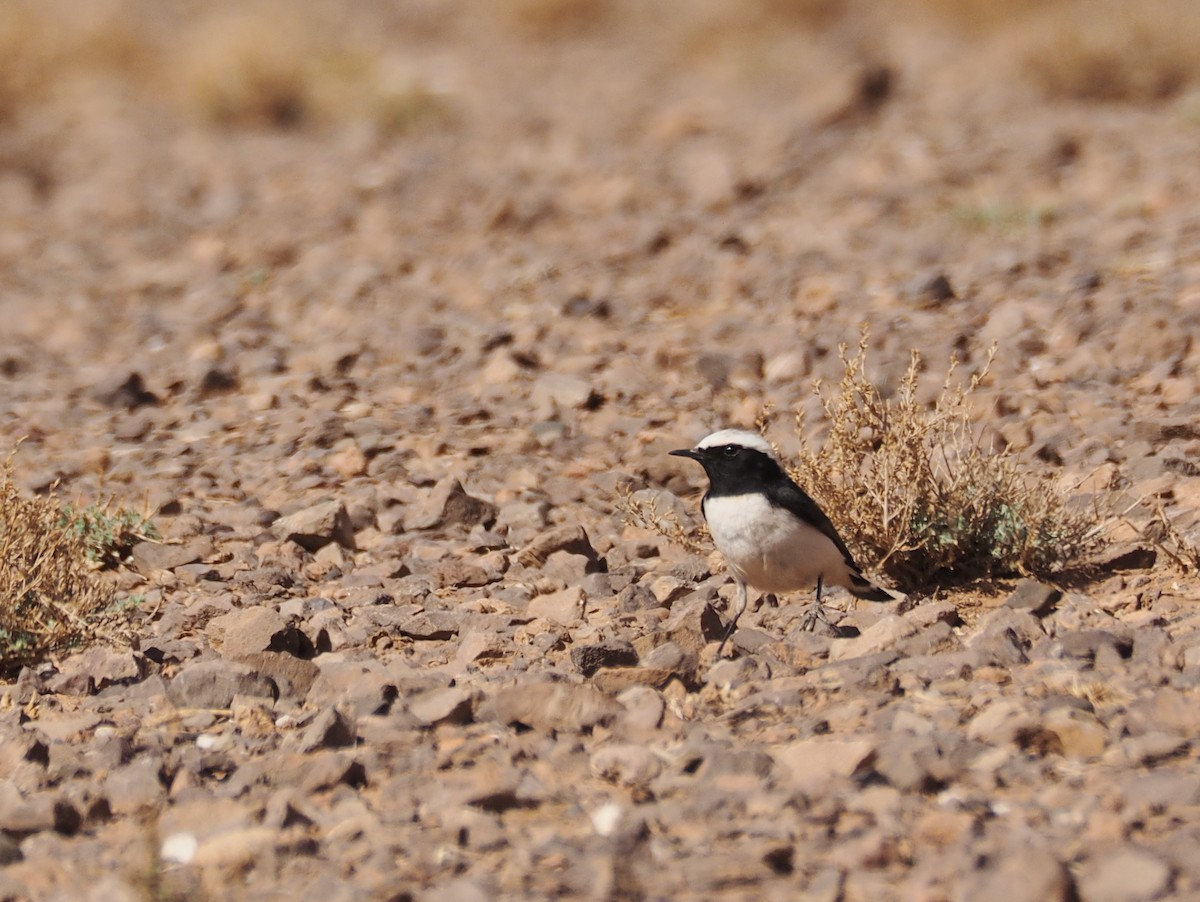 Collalba Núbica (halophila) - ML620295586