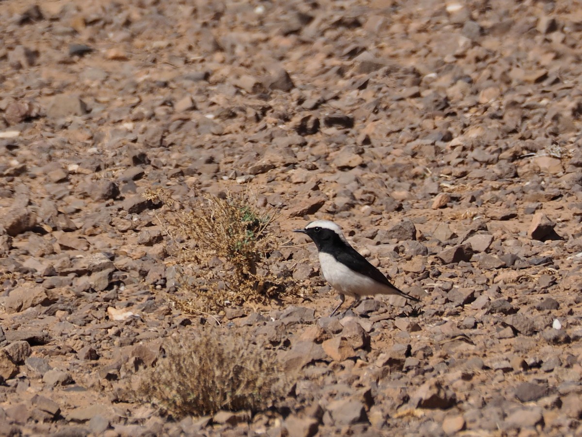 Mourning Wheatear (Maghreb) - Florian Olivier