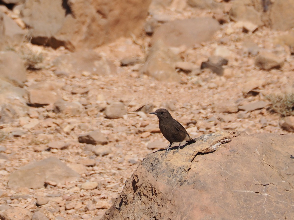 Black Wheatear - ML620295593