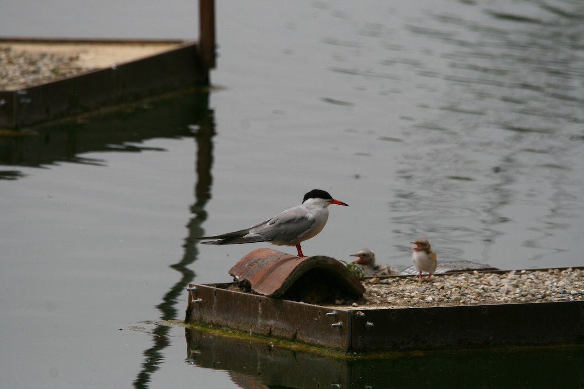 Common Tern - ML620295604