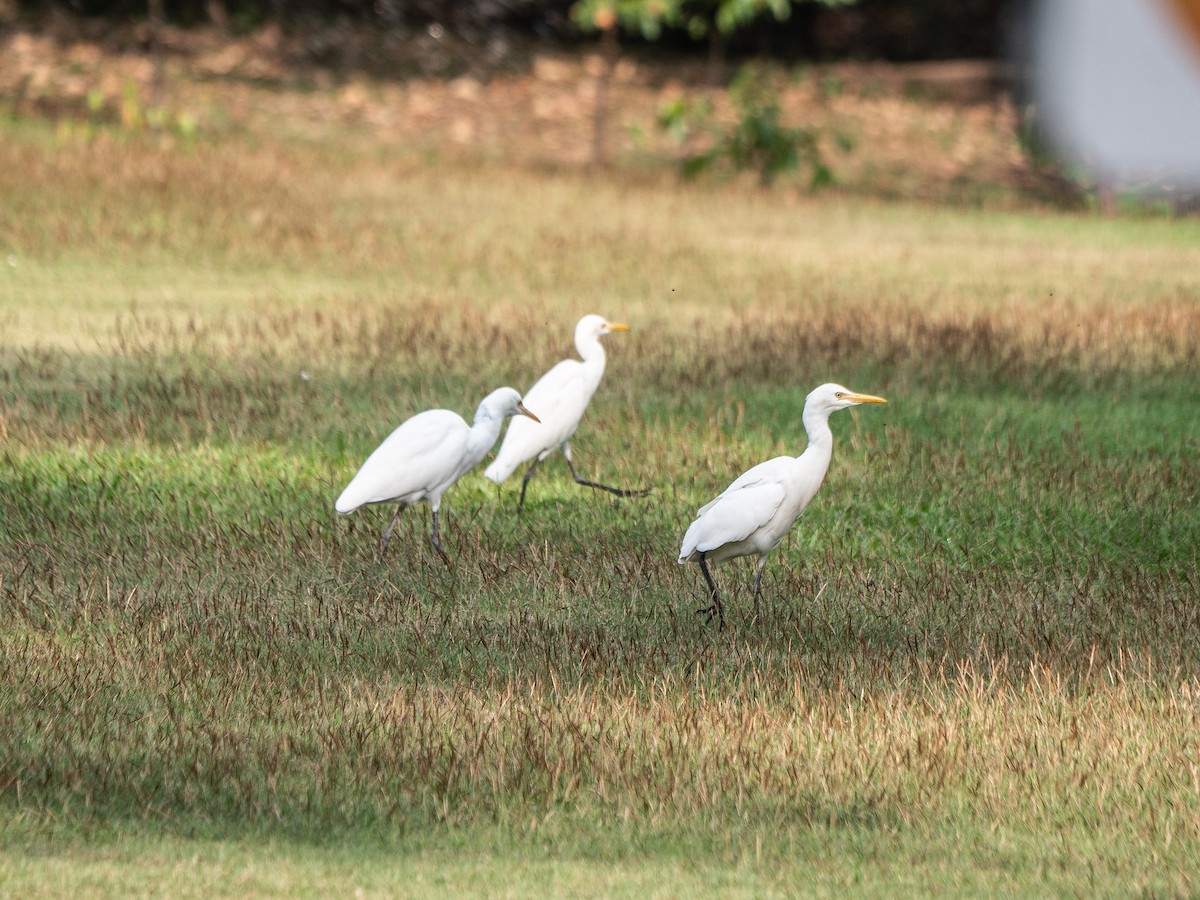 Eastern Cattle Egret - ML620295605