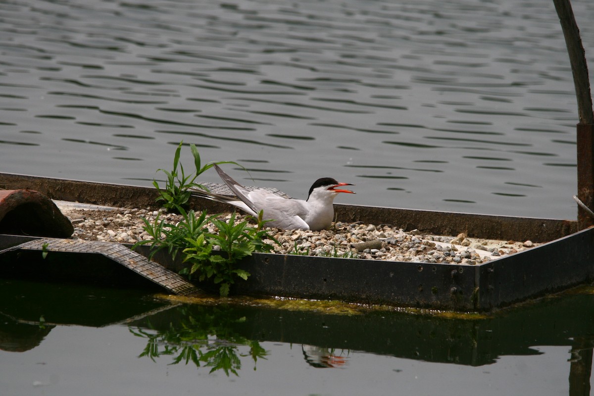 Common Tern - ML620295608