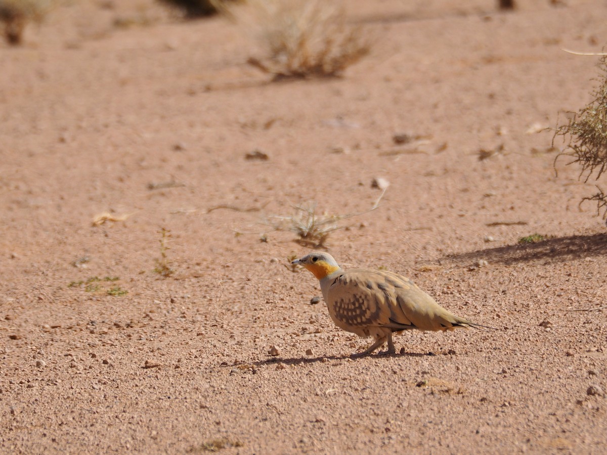 Spotted Sandgrouse - ML620295610