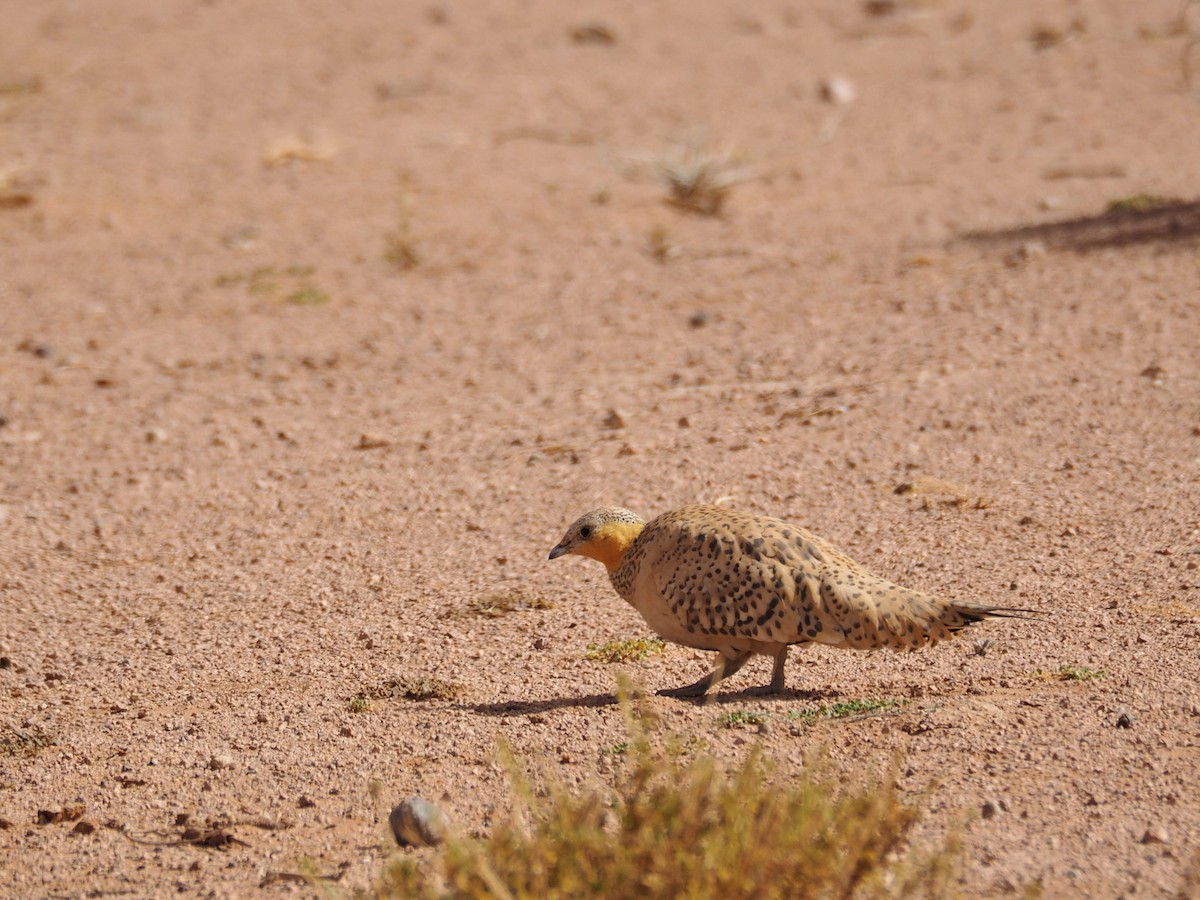 Spotted Sandgrouse - ML620295611